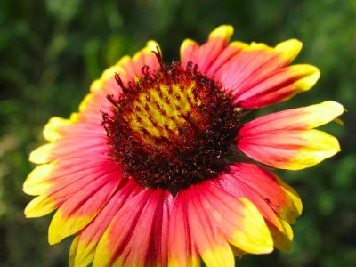 Indian Blanket (Wildflower)