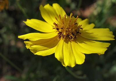 Cosmo Ballet (Wildflower at Palo Duro Canyon)