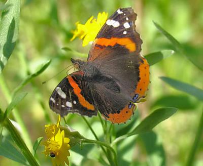 Red Admiral Butterfly