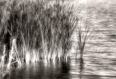Reeds and Cattails