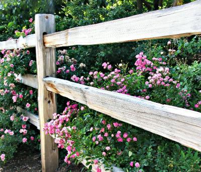 Rose Fence