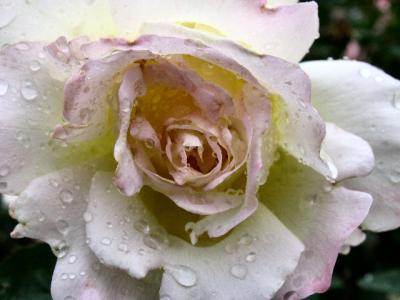 Pink Blushing Rose
