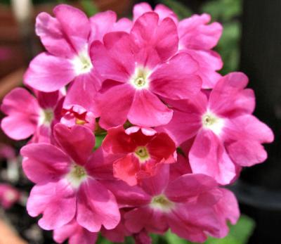 The Pink Verbena That Lives On My Porch