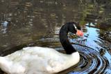 Black Headed Swan