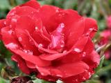 Rose Red With Morning Dew