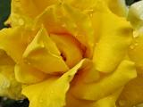 Deep Yellow Rose