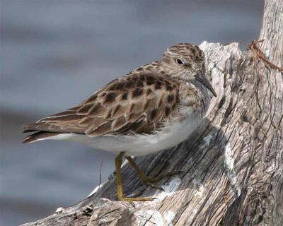 Sandpiper, Least