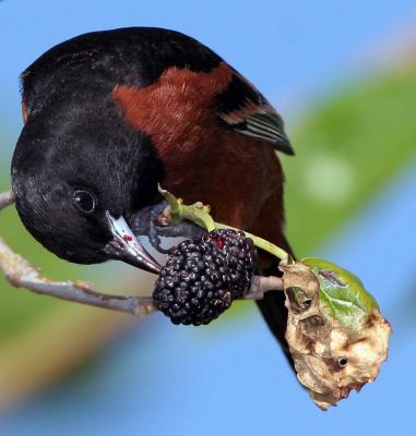 Oriole- Orchard.  This Mulberry sure is tasty..