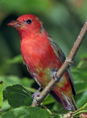 Tanager, Summer