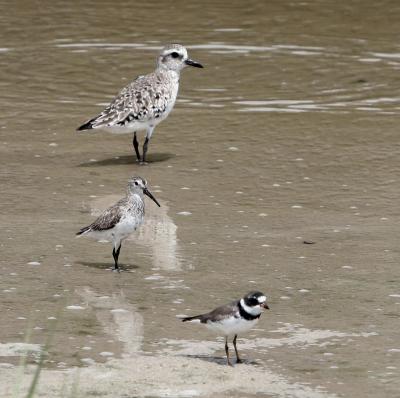 Three at once,(top down) Black-bellied Plover,Dunlin,and Semipalmated Plover