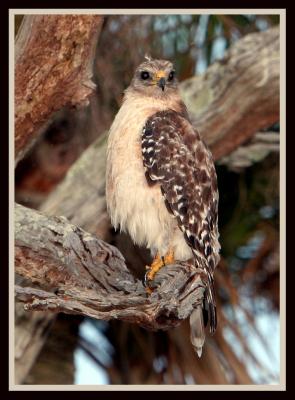 Red Shouldered Hawk