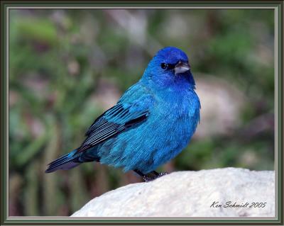 Bunting, Indigo