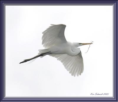 Great Egret