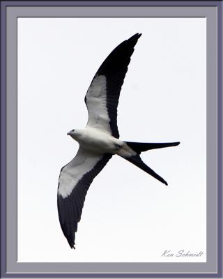 Swallow-Tailed Kite