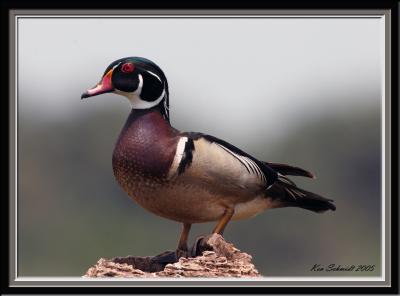 Wood Duck