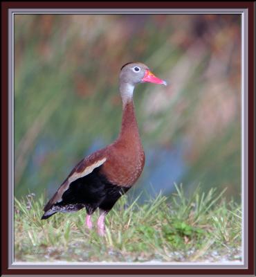 Black bellied Whistling duck