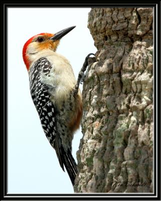 Woodpecker, Red Bellied