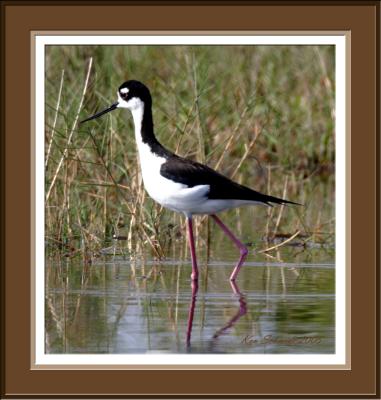 Black-Necked Stilt