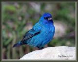 Bunting, Indigo
