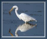  Egret,Great and dinner