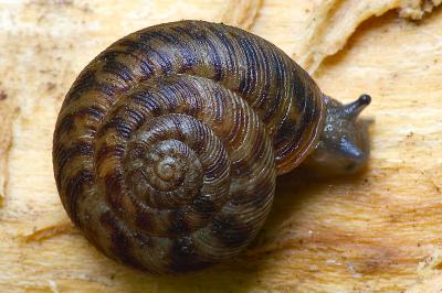 Snail