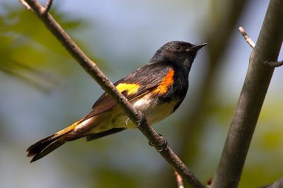 American Redstart