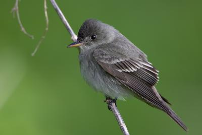 Eastern Wood Pewee