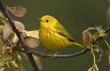 Yellow Warbler Male