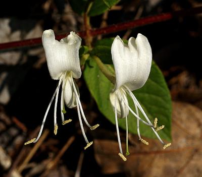 PICT1029.jpg