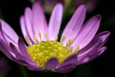 Kenko 35mm + 12mm Extension Tubes Stacked