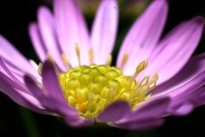 Another with Kenko 36mm + 20mm Extension Tubes Stacked