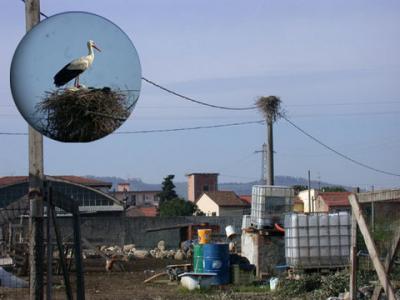 Cicogna, primo nido nella Piana Fiorentina (digiscoping)