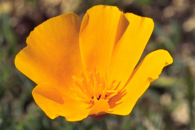 IMG01696.jpg poppy cropped