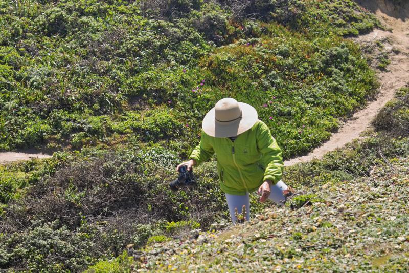 IMG01679.jpg sigmoid hunting wildflowers