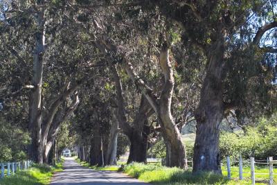 IMG01669.jpg eucalyptus lane