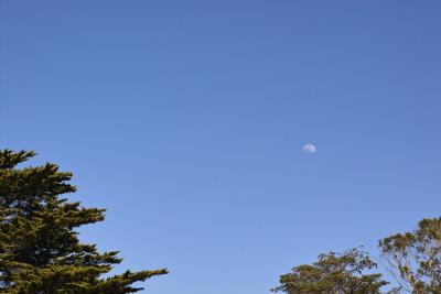 IMG01710.jpg moon over cypress