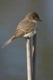 Eastern Phoebe