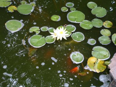 Lilies and fish