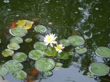 Yellow lilies and fish