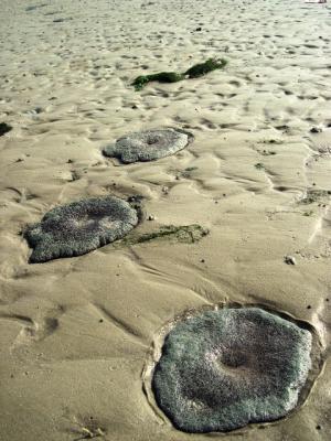 carpet anemones