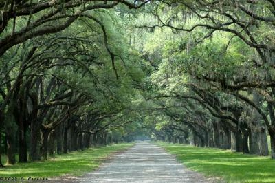 Wormsloe Historic Site