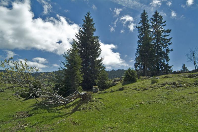 Pass of Marchairuz (Swiss Jura mountains)