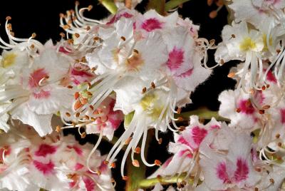 Female chessnut tree blossom