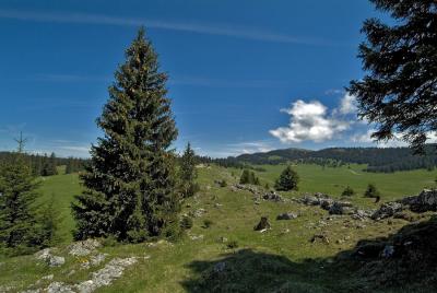 Pass of Marchairuz (Swiss Jura mountains)