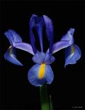 DSCF8728_srgb.JPG