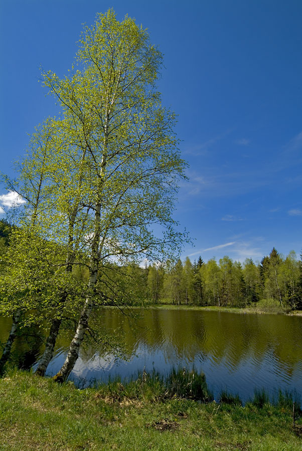 Lake of Joux (Swiss Jura mountains)