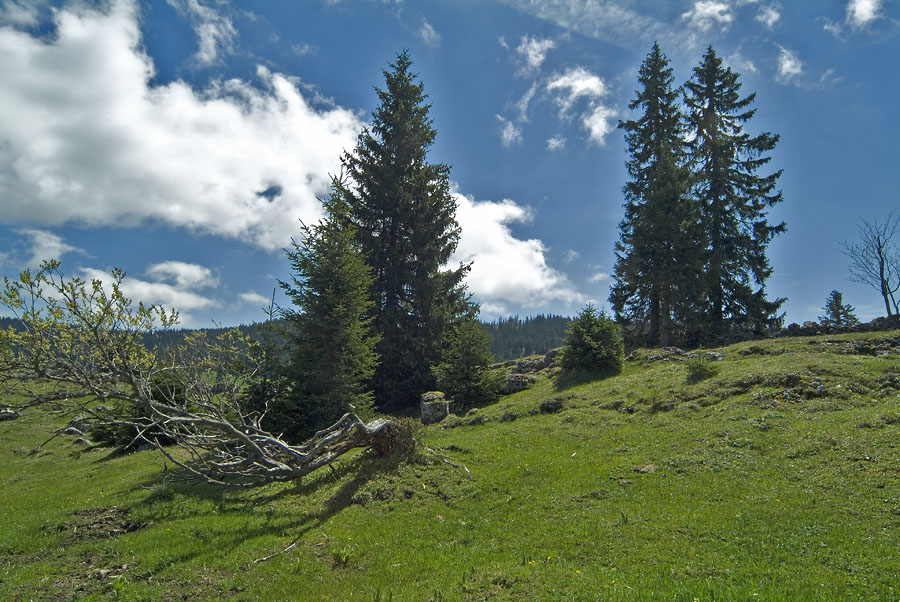 Pass of Marchairuz (Swiss Jura mountains)