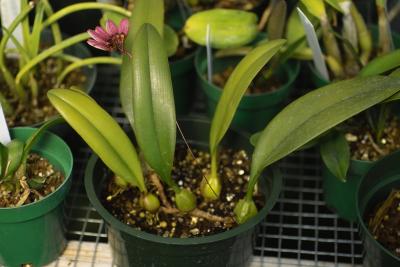 Bulbophyllum lipidum IMG01390