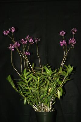  Epidendrum 'Deep Purple' plant IMG01729