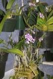 Epidendrum Oerstedella centradenia #1 IMG03675